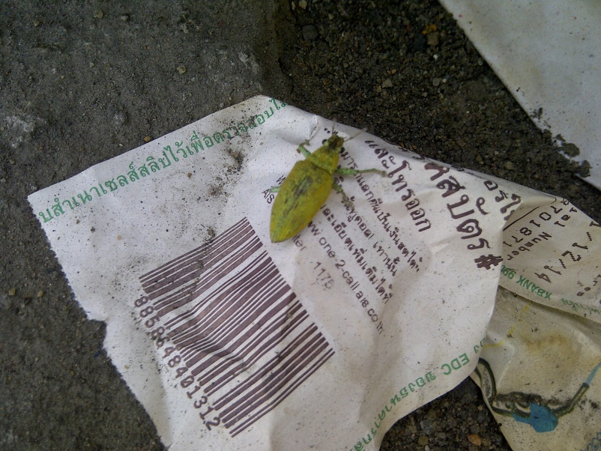 Green Weevil