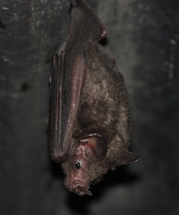 Seba's Short-tailed Fruit Bat