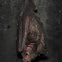 Seba's Short-tailed Fruit Bat