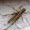 Two-striped Grasshopper