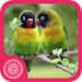 Burung Lovebird APK