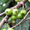 Common Yellow-stem fig