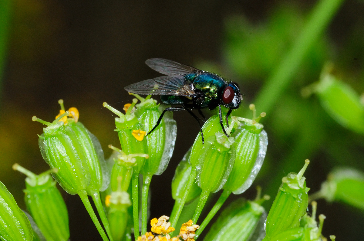 Dung fly