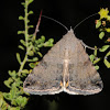 Melipotine moth