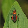 Scarlet-bordered assassin bug