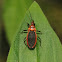 Scarlet-bordered assassin bug