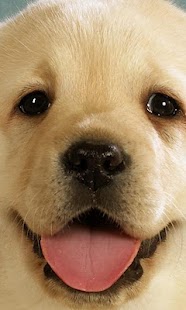 download Labrador Wallpapers free