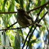 Striped Tit-warbler (Striated Thornbill)