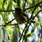 Striped Tit-warbler (Striated Thornbill)
