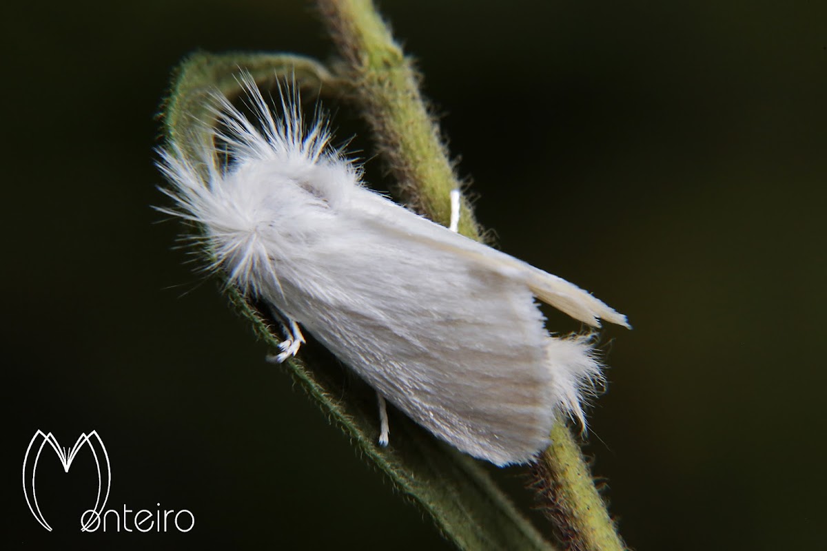 Norape moth
