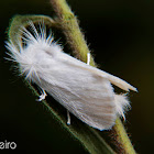 Norape moth