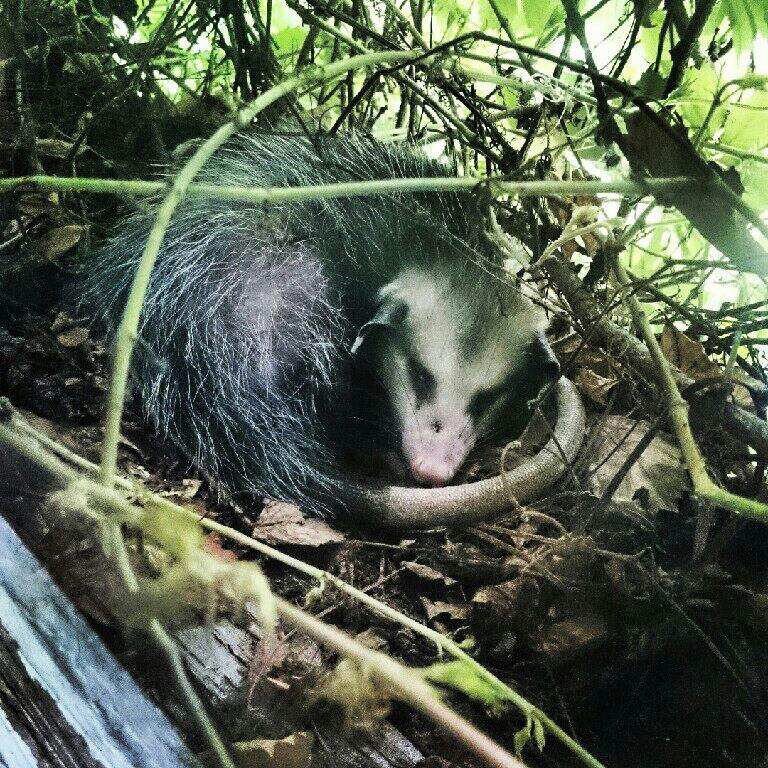 Possum (Virginia Opossum)