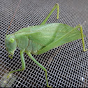 Leaf Mimicking Katydid