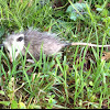 Virginia Opossum