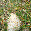 Fairy Ring Mushroom