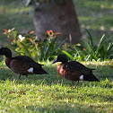 Chestnut Teal