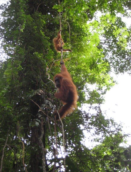 Sumatran Orangutan (Female & Young)