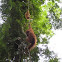 Sumatran Orangutan (Female & Young)