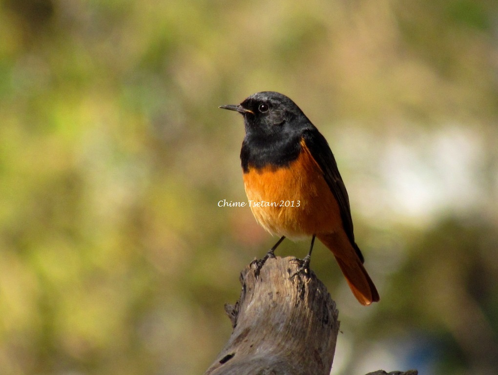 Black Redstart