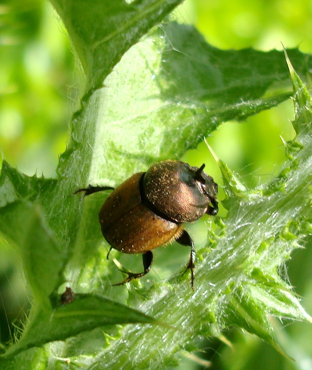 Dung Beetle ♂