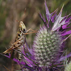 Admirable grasshopper (male)