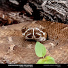 Arizona Ridge-Nosed Rattlesnake