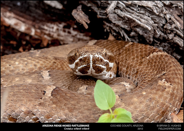 Arizona Ridge-Nosed Rattlesnake | Project Noah