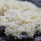 slime mould