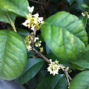 Sweet osmanthus 桂花