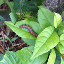 variegated fritillary caterpillar