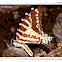 Spot Swordtail Butterfly