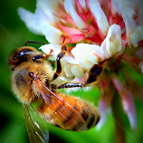 by Pam Satterfield Manning -  