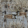Blue-winged Teal Duck (male)