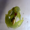 Glass frog sp.