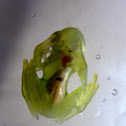 Glass frog sp.