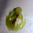 Glass frog sp.