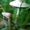 Mystery Mushroom B 