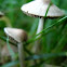Mystery Mushroom B 