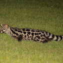 Large-spotted genet