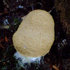 Dog Vomit Slime Mold White