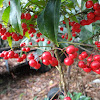 Coralberry