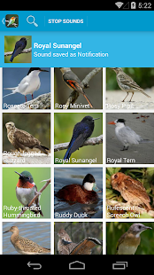 World Birds Sounds Complete(圖5)-速報App