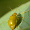 Yellow Leaf Beetle