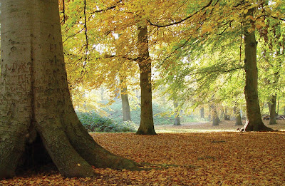 City park in Amsterdam, capital of the Netherlands.