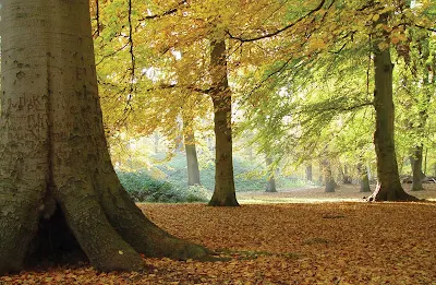 City park in Amsterdam, capital of the Netherlands.