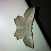 Forked Euchlaena Moth