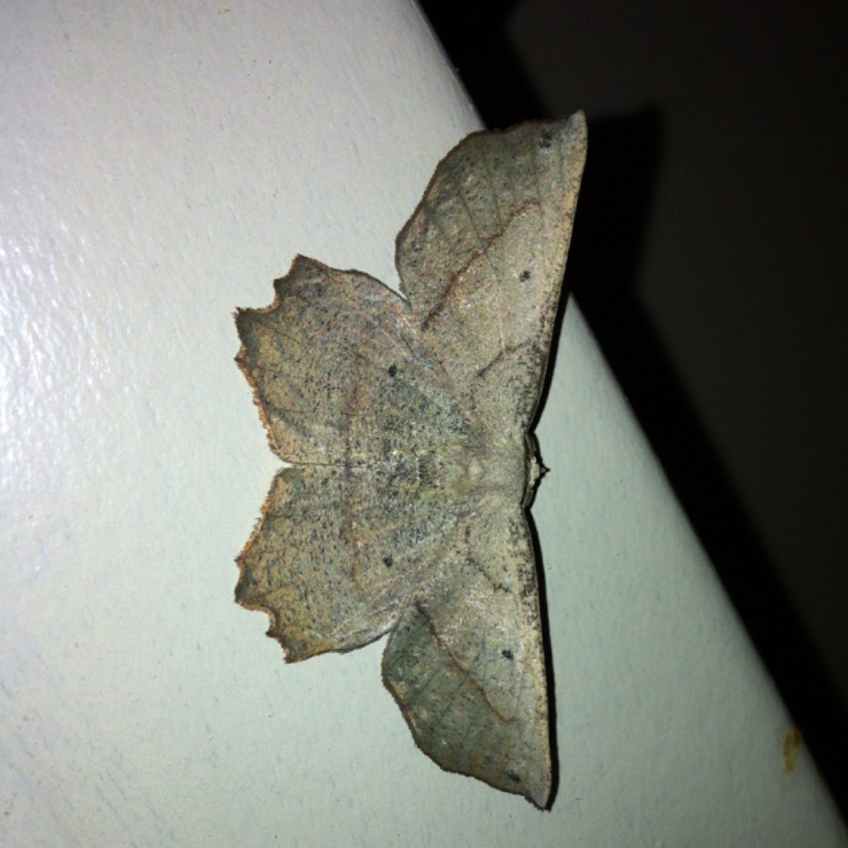 Forked Euchlaena Moth