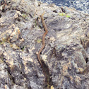 Maritime garter snake
