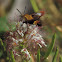 Snowberry Clearwing