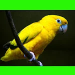 Birds. Animals Puzzles Apk